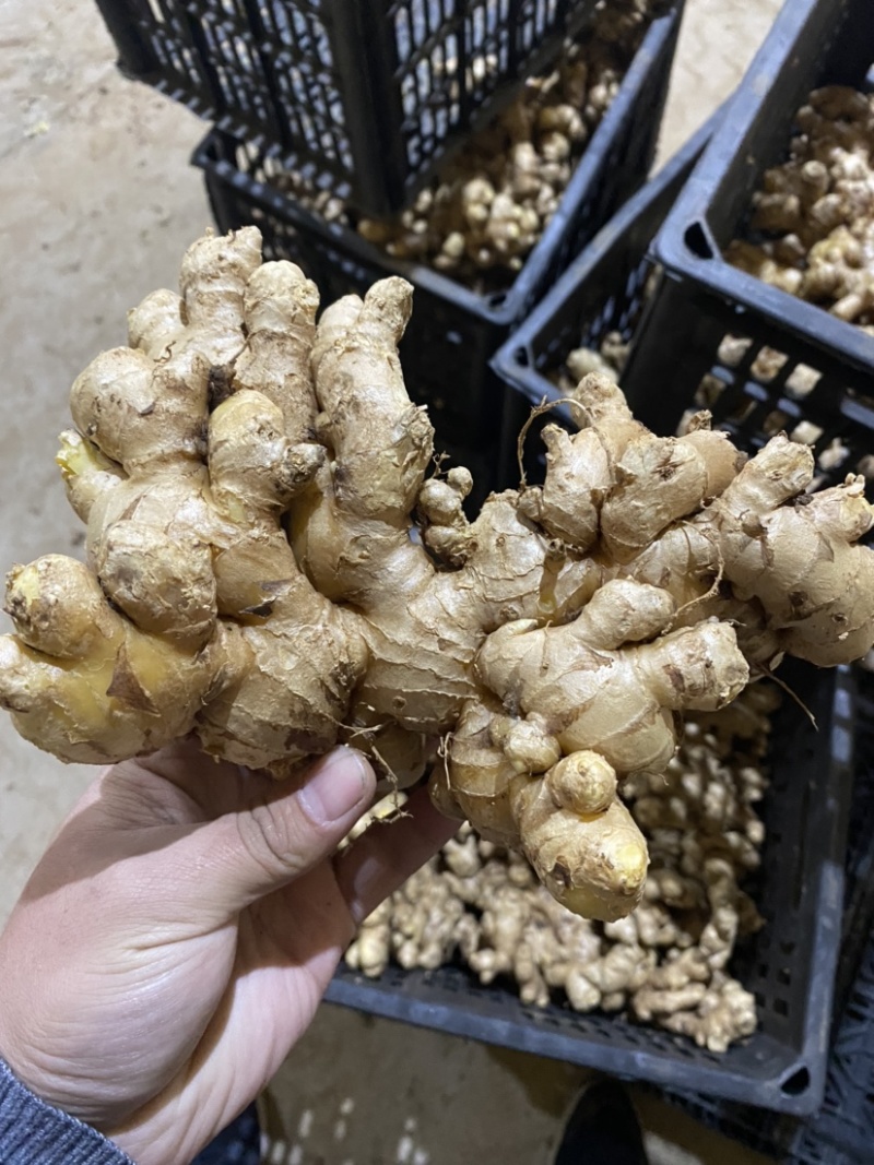 【精品】小黄姜大黄姜泥姜水洗姜姜巴货源充足