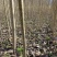 紧急出售四百多棵山桐子挂果树，自己苗圃骗子勿扰