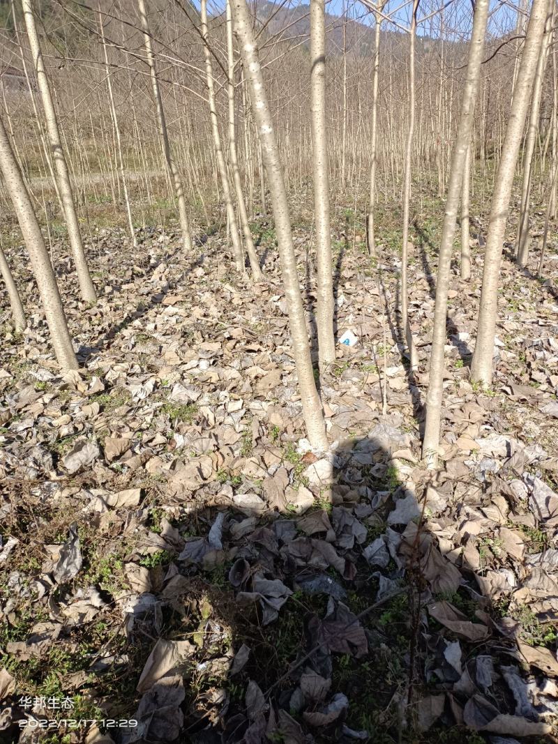 紧急出售四百多棵山桐子挂果树，自己苗圃骗子勿扰