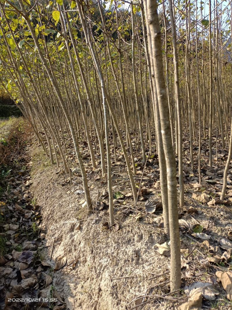 紧急出售四百多棵山桐子挂果树，自己苗圃骗子勿扰