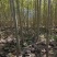 紧急出售四百多棵山桐子挂果树，自己苗圃骗子勿扰