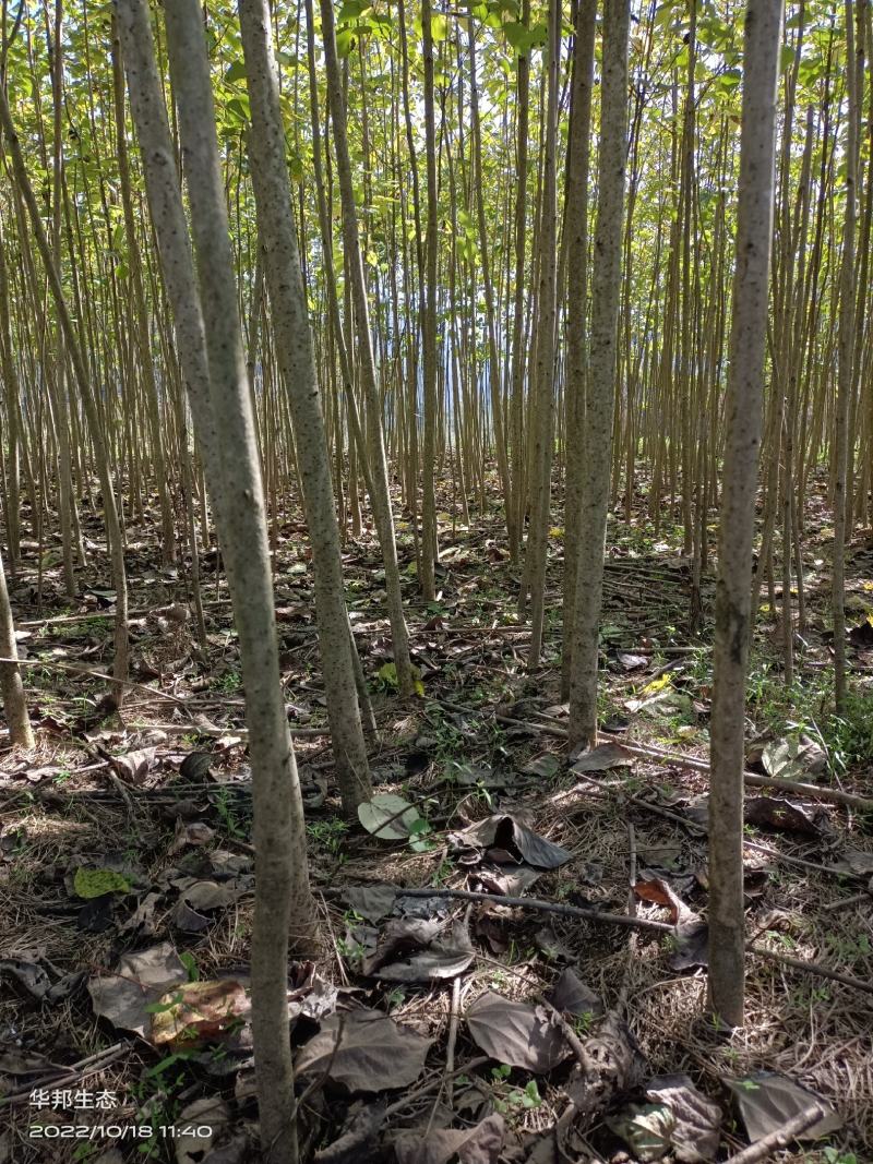 紧急出售四百多棵山桐子挂果树，自己苗圃骗子勿扰