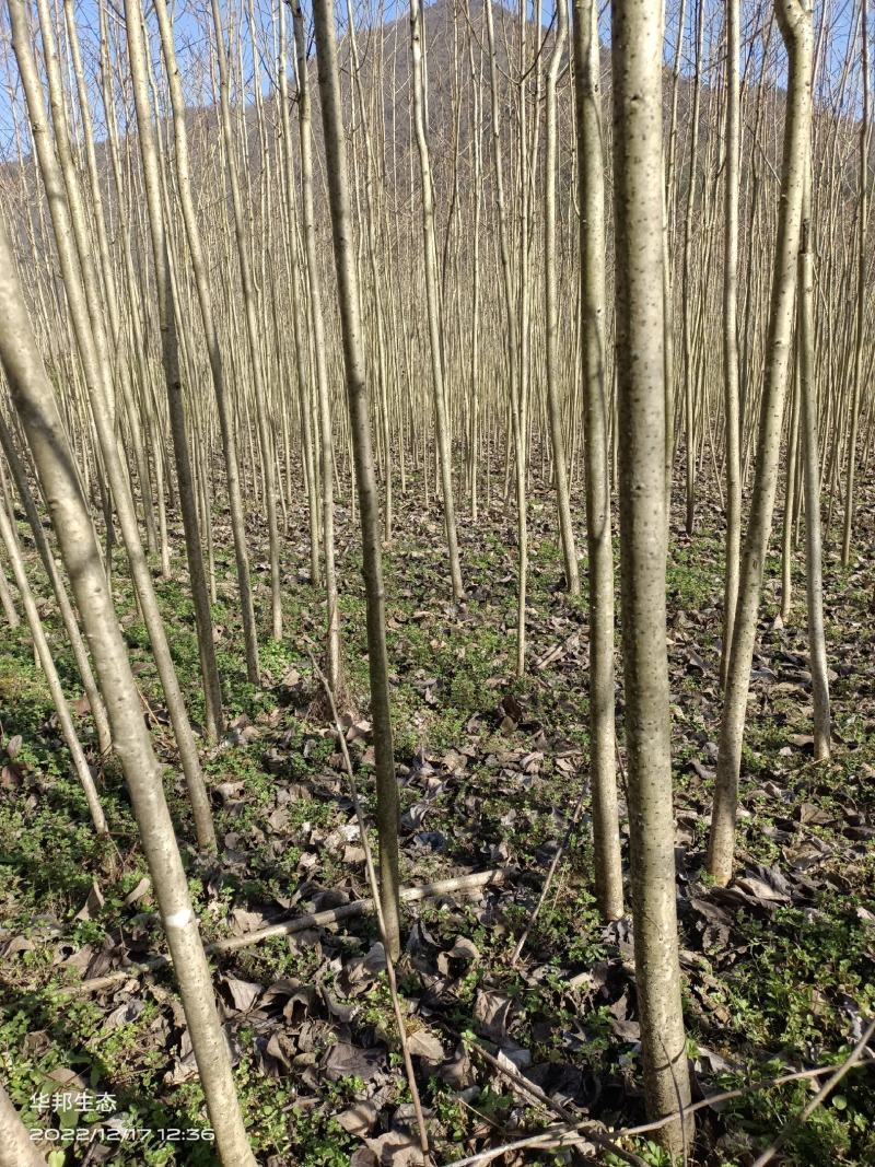 紧急出售四百多棵山桐子挂果树，自己苗圃骗子勿扰
