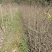 紧急出售四百多棵山桐子挂果树，自己苗圃骗子勿扰