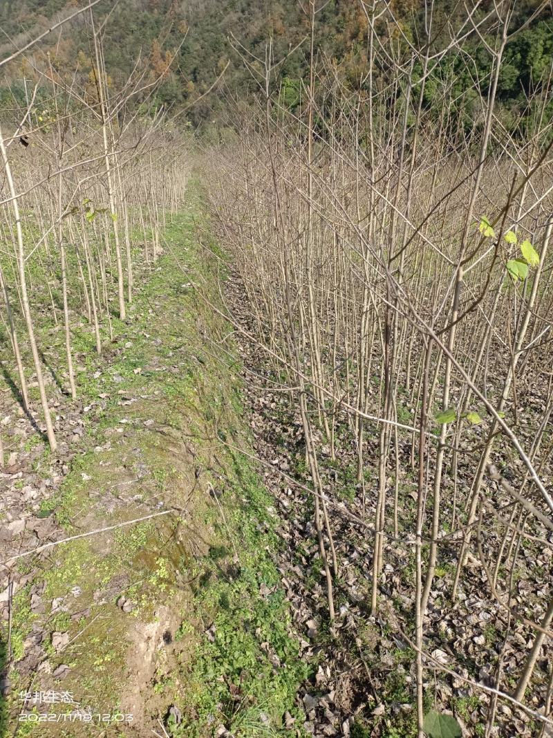紧急出售四百多棵山桐子挂果树，自己苗圃骗子勿扰