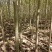 紧急出售四百多棵山桐子挂果树，自己苗圃骗子勿扰