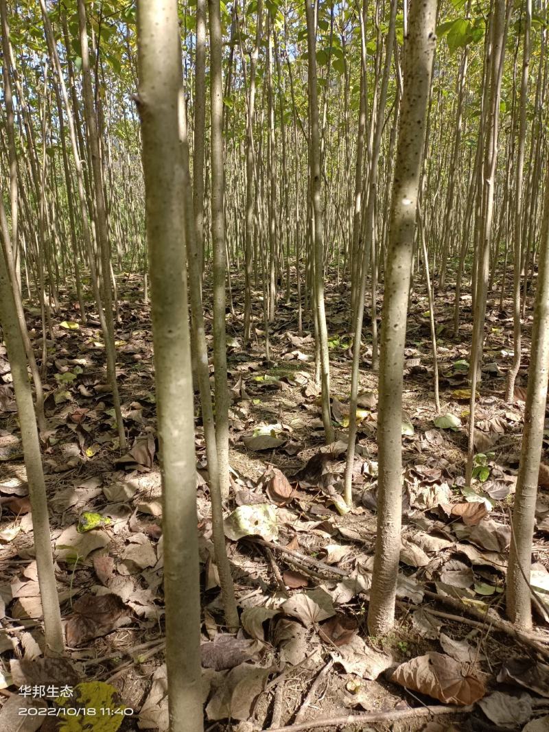 紧急出售四百多棵山桐子挂果树，自己苗圃骗子勿扰