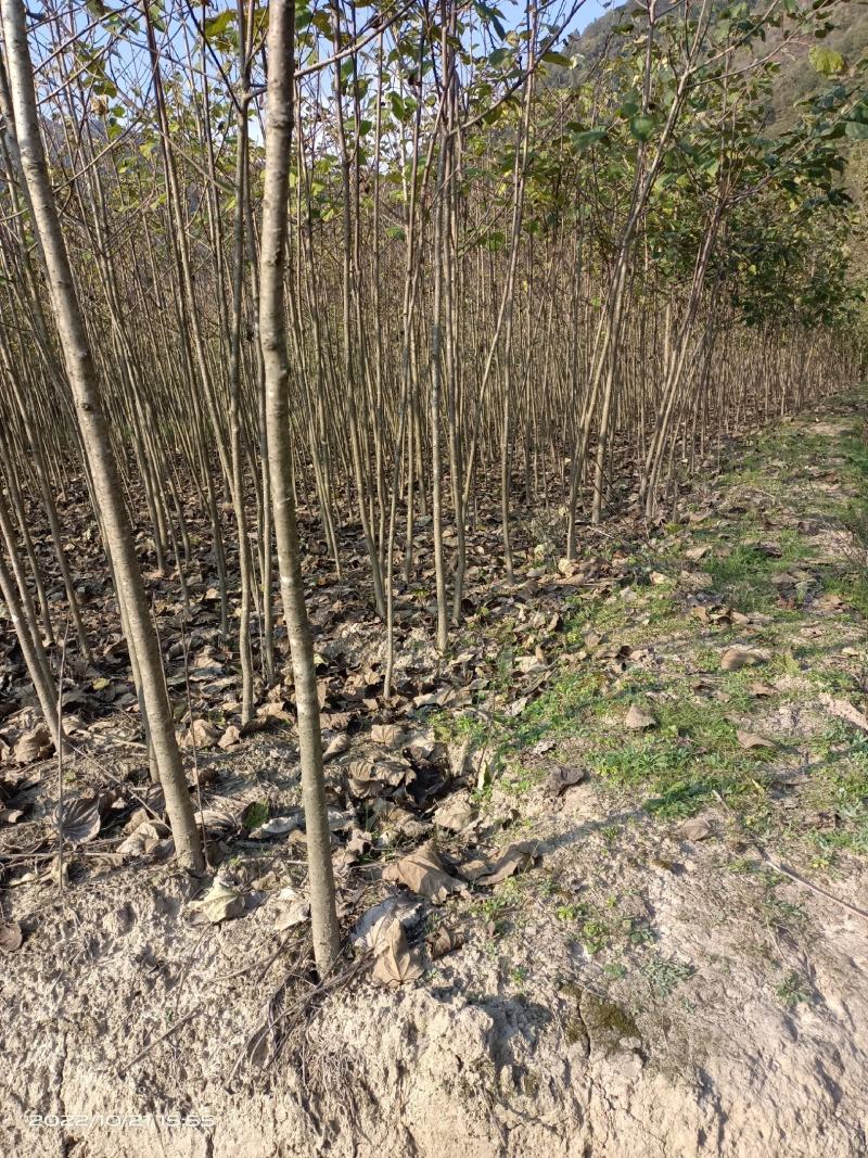 紧急出售四百多棵山桐子挂果树，自己苗圃骗子勿扰