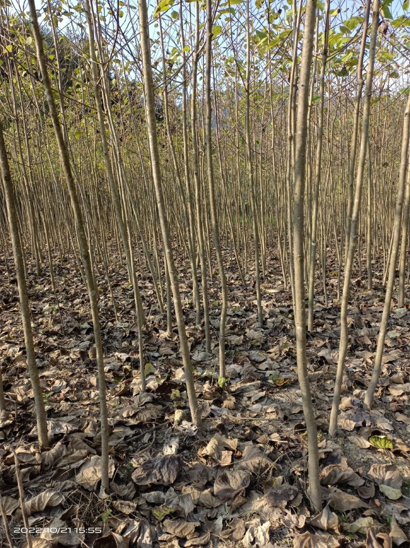 紧急出售四百多棵山桐子挂果树，自己苗圃骗子勿扰
