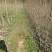 紧急出售四百多棵山桐子挂果树，自己苗圃骗子勿扰