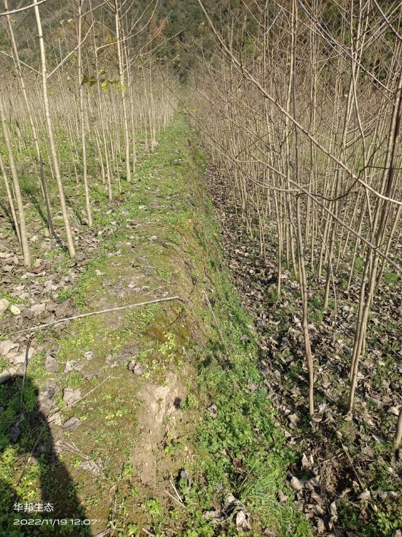 紧急出售四百多棵山桐子挂果树，自己苗圃骗子勿扰