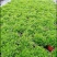 跳舞草苗