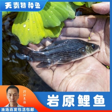 岩原鲤鱼四川基地直发品质很好欢迎前来考察