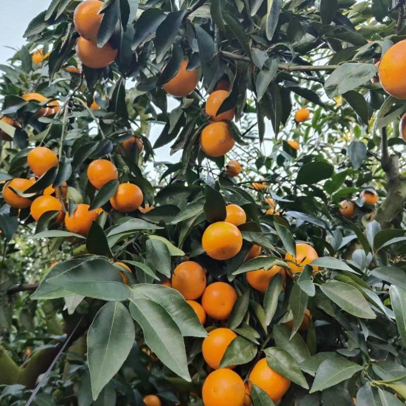 福建沃柑纯甜无酸精品果甜橙芦柑红美人