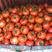 嫁接西红柿种苗品种纯成活率高货量大支持视频选购