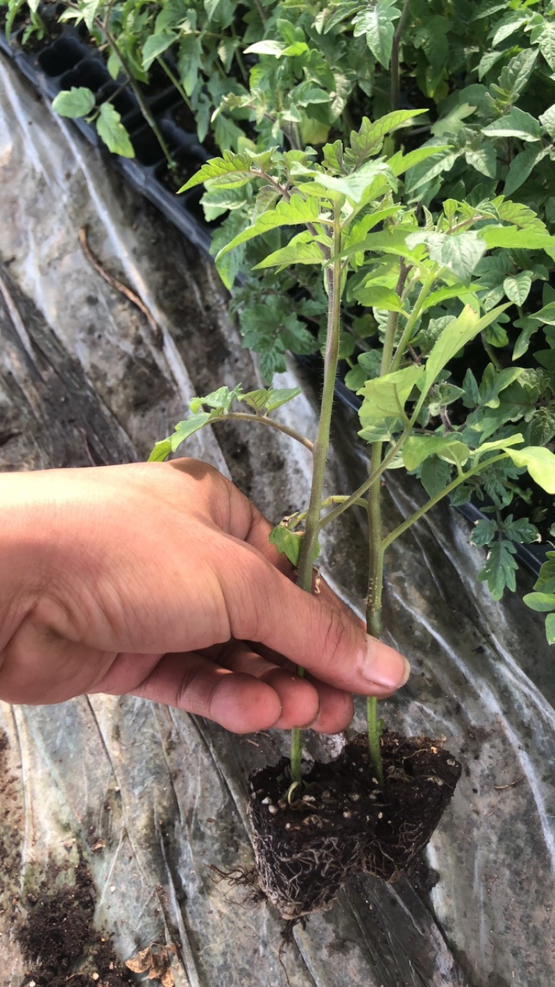 嫁接西红柿种苗品种纯成活率高货量大支持视频选购