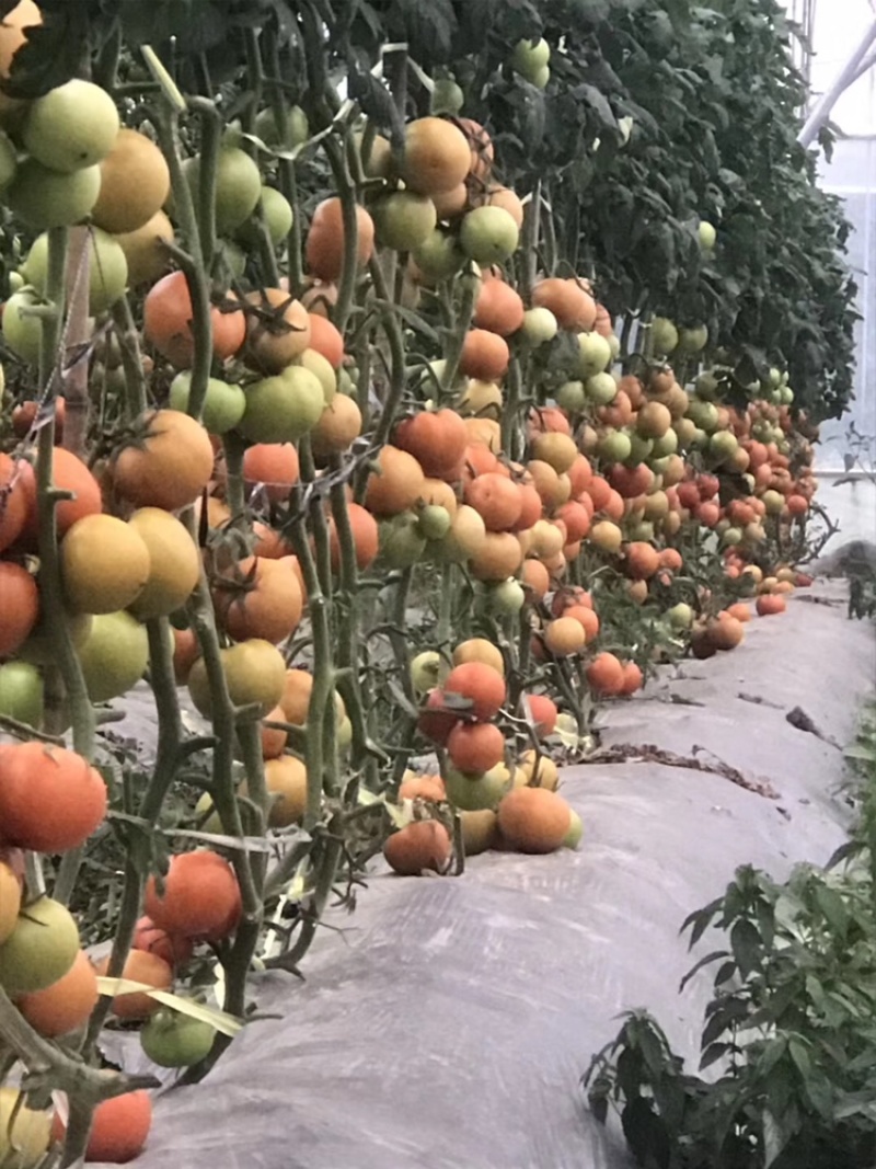 嫁接西红柿种苗品种纯成活率高货量大支持视频选购