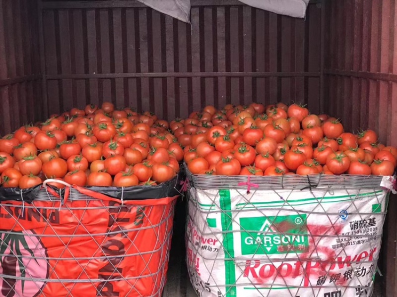 嫁接西红柿种苗品种纯成活率高货量大支持视频选购