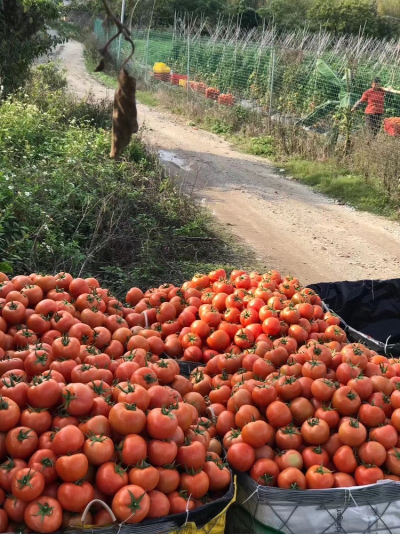 嫁接西红柿种苗品种纯成活率高货量大支持视频选购