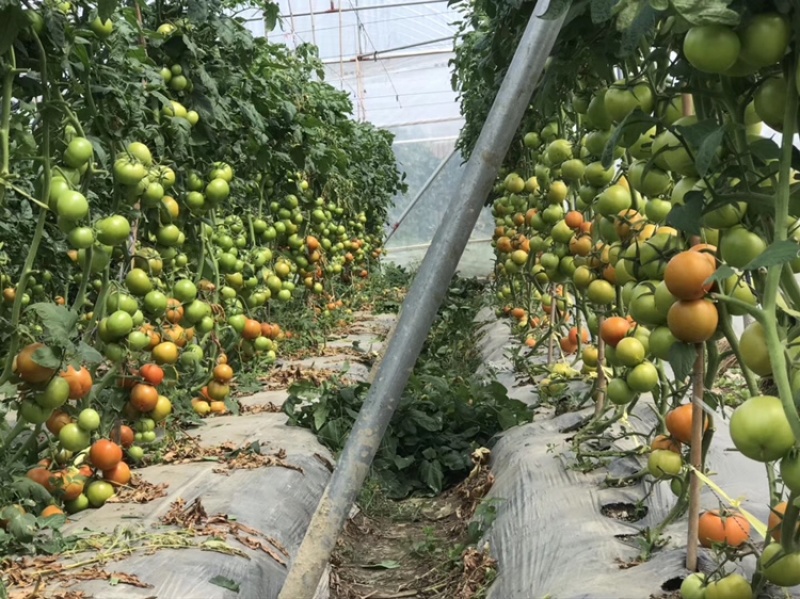 嫁接西红柿种苗品种纯成活率高货量大支持视频选购