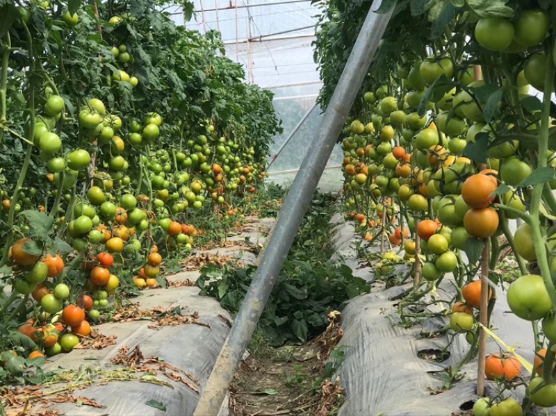 嫁接西红柿种苗品种纯成活率高货量大支持视频选购