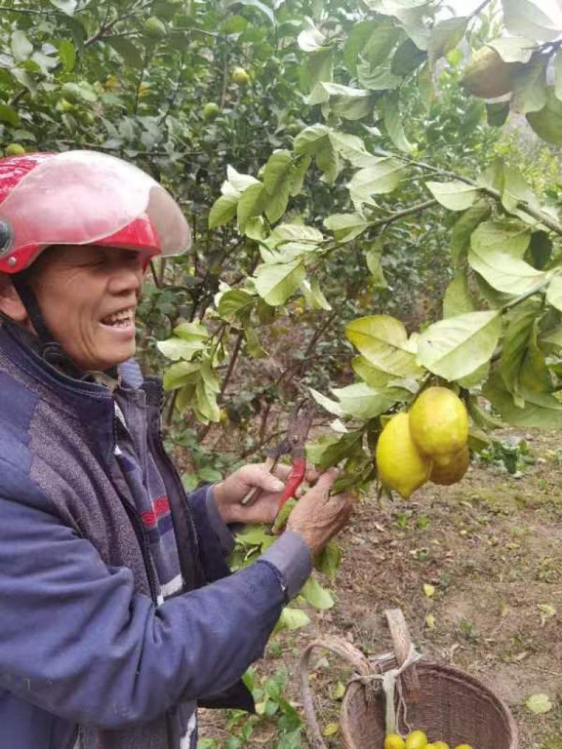 柠檬