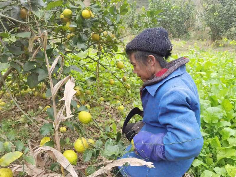 柠檬