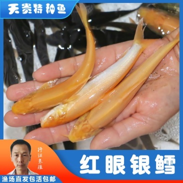 四川眉山红眼银鳕鱼苗淡水鱼苗鱼场直发