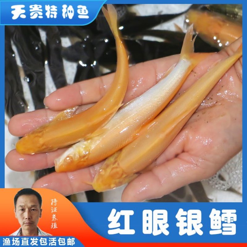 四川眉山红眼银鳕鱼苗淡水鱼苗鱼场直发