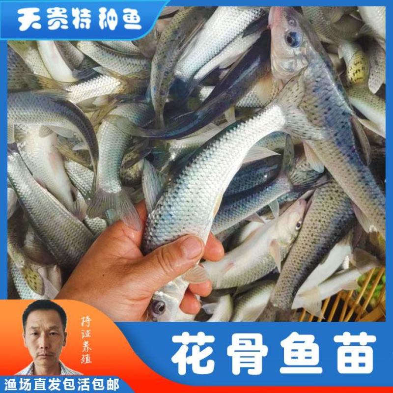 四川眉山花骨鱼花䱻鱼苗成活率高品质好