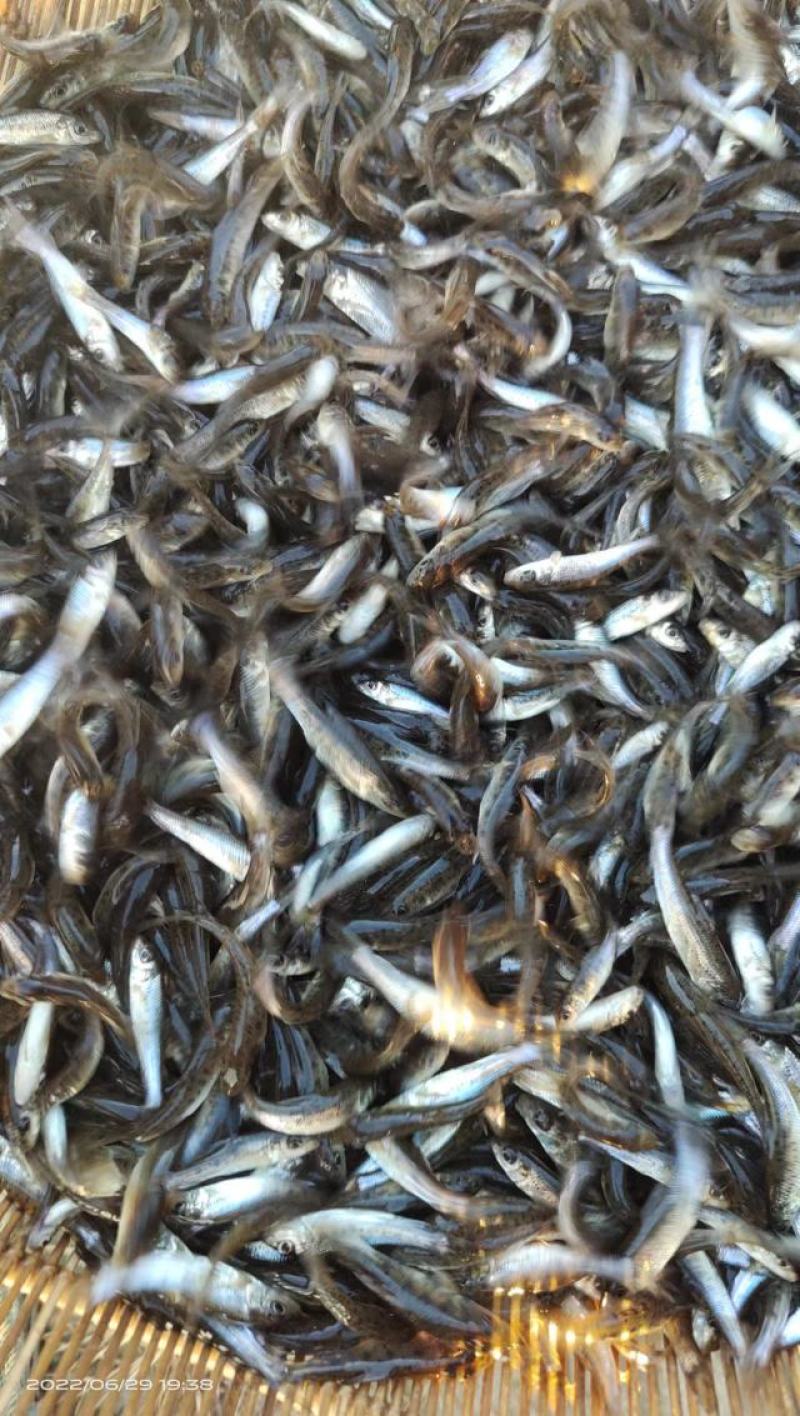 四川眉山花骨鱼花䱻鱼苗成活率高品质好