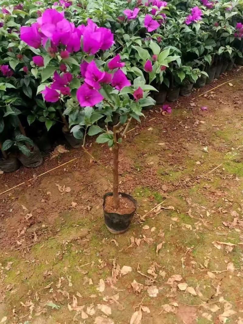 云南紫三角梅/绿化苗木/工程用苗木/庭院爬藤植物