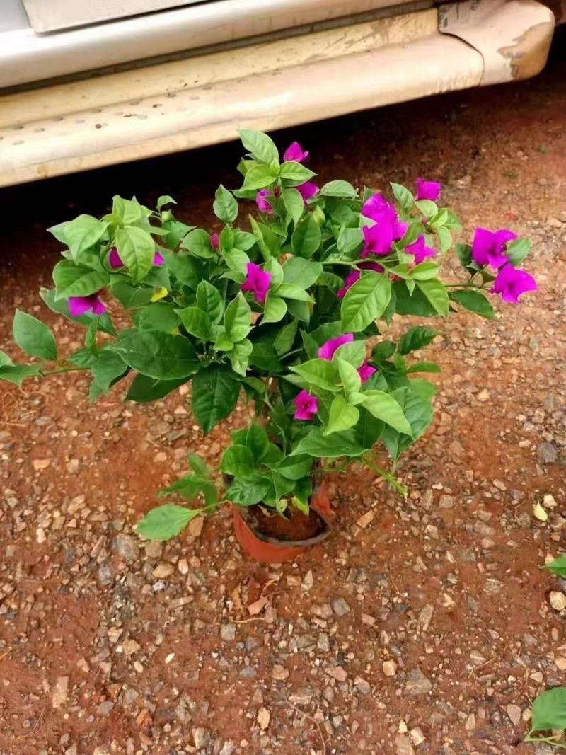 云南紫三角梅/绿化苗木/工程用苗木/庭院爬藤植物