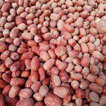 新疆阿克苏红枣灰枣超低价处理出售，农户不要了
