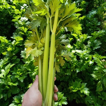 芹菜