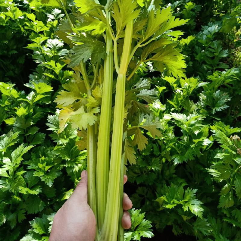 芹菜