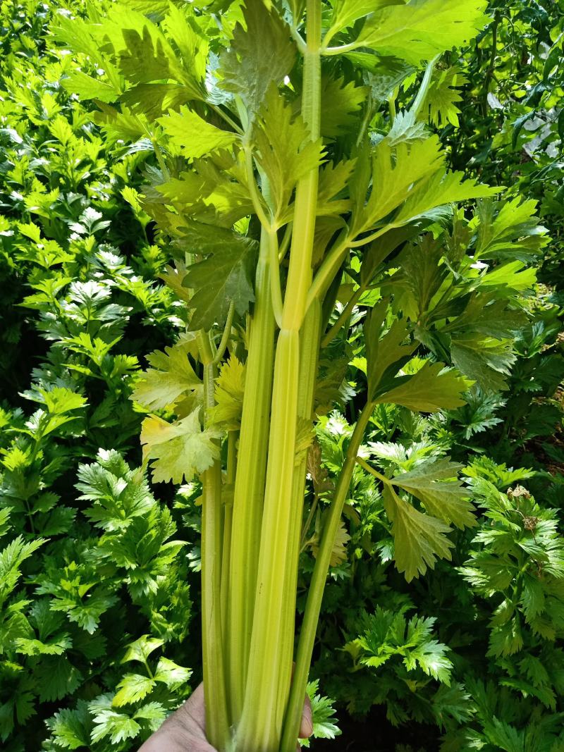 芹菜