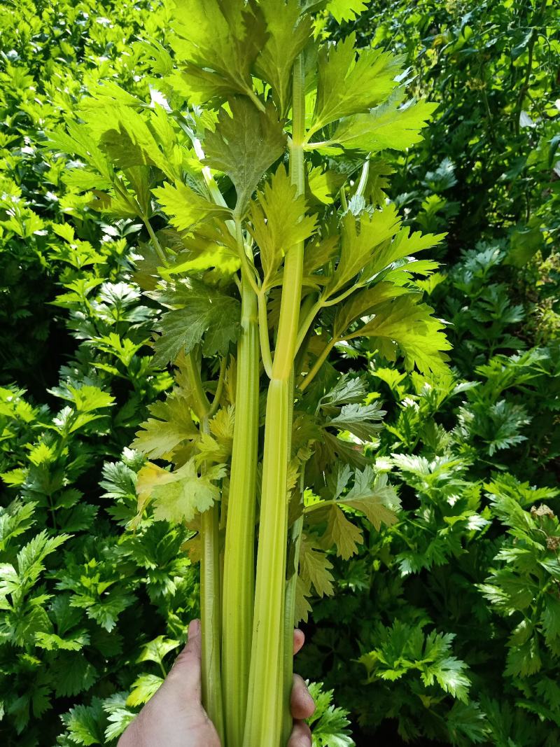 芹菜