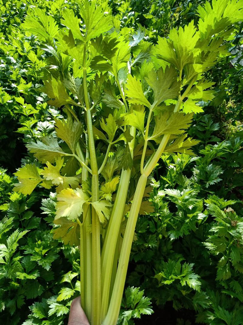 芹菜