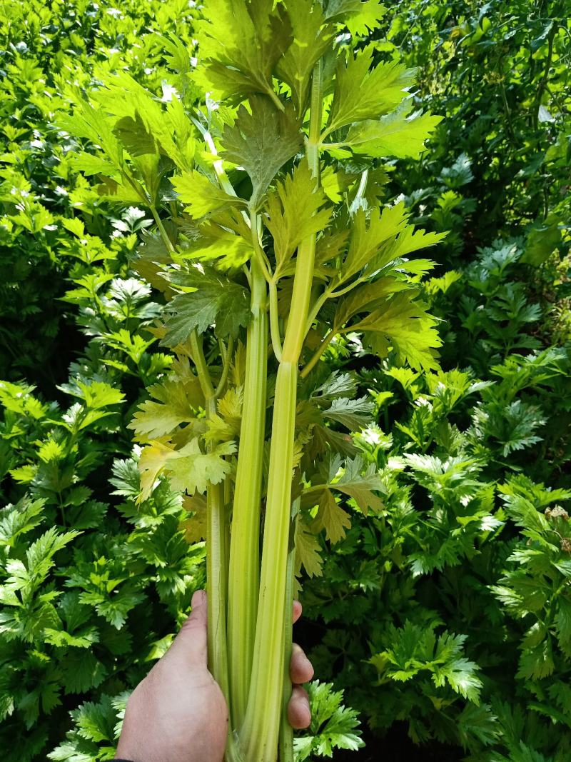 芹菜
