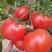 西红柿种子大红果石头耐裂抗病硬果高产番茄种子