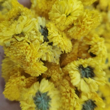 产新黄菊花