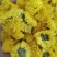 产新黄菊花