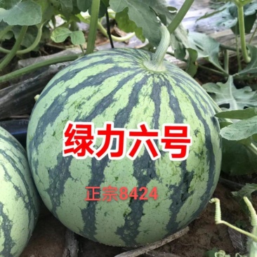 西瓜种子8424西瓜种子麒麟瓜种子小型礼品瓜早熟西瓜种子