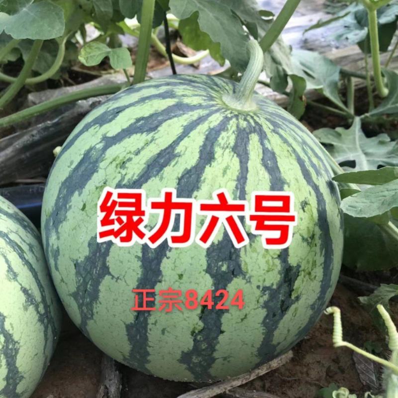 西瓜种子8424西瓜种子麒麟瓜种子小型礼品瓜早熟西瓜种子