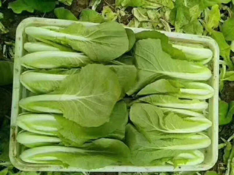 【精品】菏泽曹县奶白菜大量上市，产地直发，价格美丽，欢迎