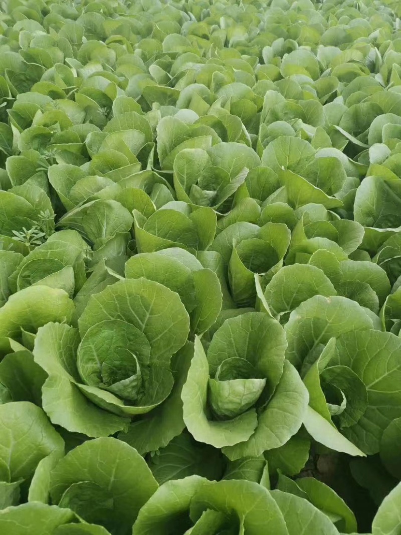 【精品】菏泽曹县奶白菜大量上市，产地直发，价格美丽，欢迎