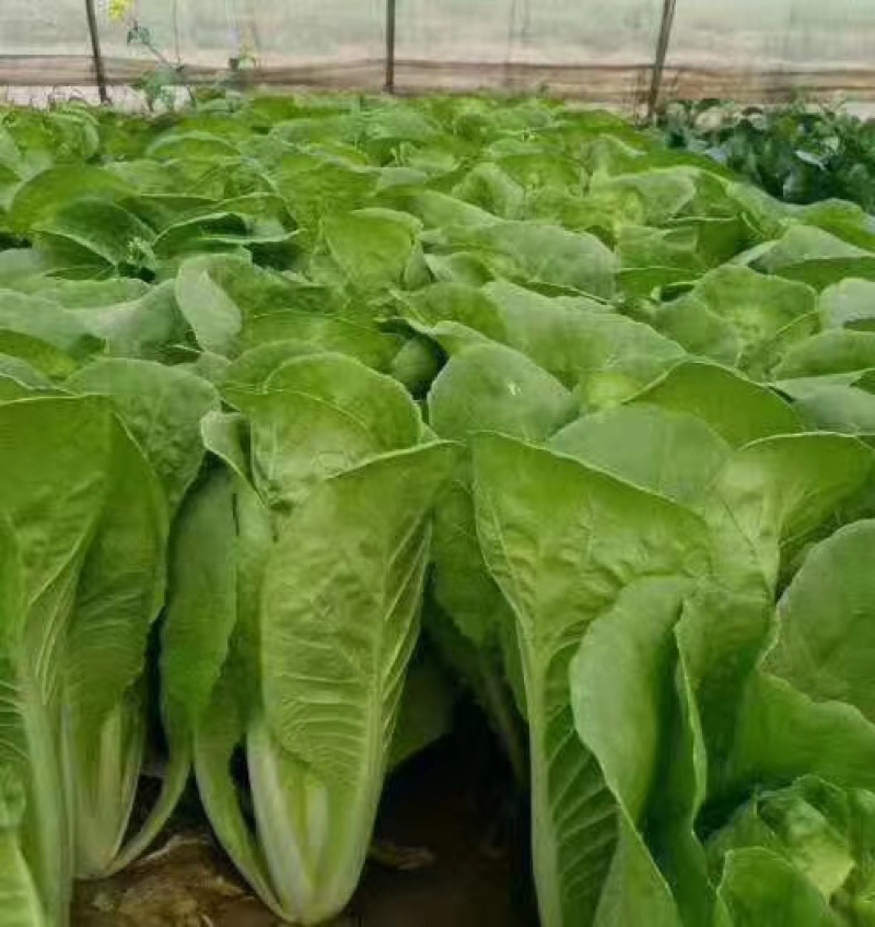 【精品】菏泽曹县奶白菜大量上市，产地直发，价格美丽，欢迎