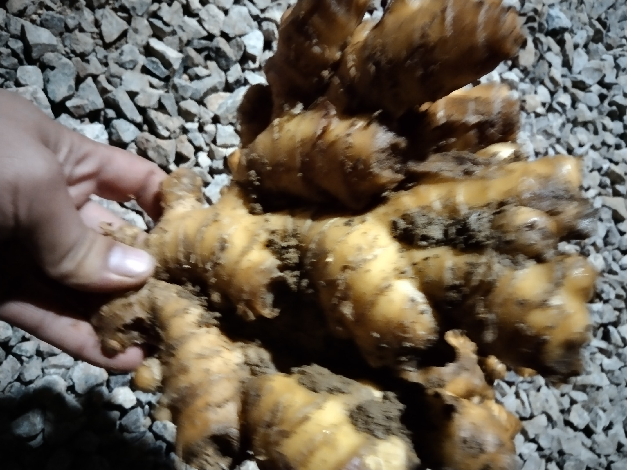 厚朴树与姜厚朴药材对比