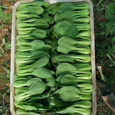 【推荐】精品上海青，品质保障，量大从优，欢迎老板洽谈合作